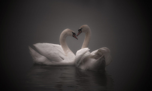 Обои картинки фото животные, лебеди, птицы, вода, природа