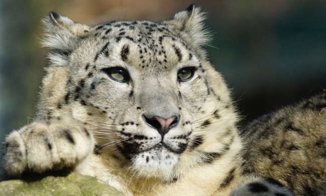 Обои картинки фото животные, снежный барс , ирбис, моська, окрас, шерсть, снежный, барс