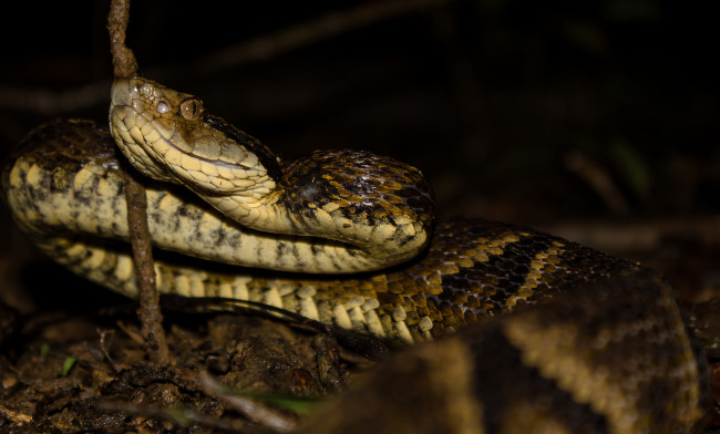 Обои картинки фото животные, змеи,  питоны,  кобры, змея