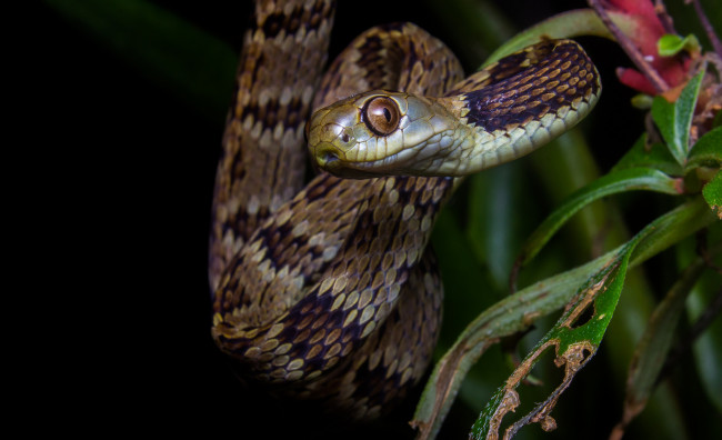 Обои картинки фото животные, змеи,  питоны,  кобры, змея