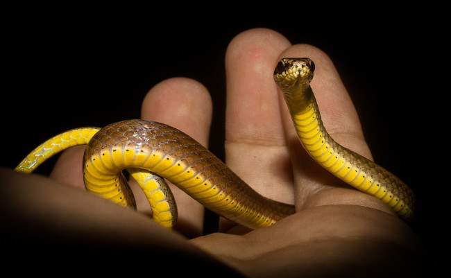 Обои картинки фото животные, змеи,  питоны,  кобры, змея