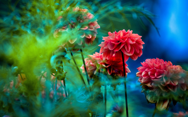 Обои картинки фото цветы, георгины, красные, фон, размыто, листья, зелень, голубой, синий