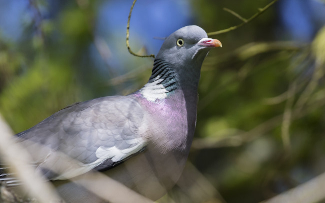 Обои картинки фото животные, голуби, взгляд, размытый, фон, природа, голубь, птица, ветки, красавчик, портрет
