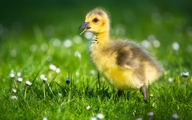 Обои картинки фото животные, гуси, гусь, фауна, гусёнок, ромашки, лето, цветы, птицы, гусенок, зеленый, фон, боке, трава, птенец, зелень, маленький, милый, желтый, малыш, природа