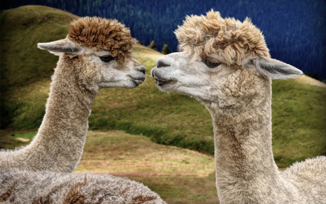 Обои картинки фото животные, ламы, лама-дочь, и, лама-мама, глаза, лес, портрет, морды, лама, природа, парнокопытные, красотки, дуэт, модная, прическа, холмы