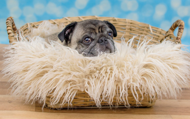 Обои картинки фото животные, собаки, грустный, мопс, собака, взгляд, пёсик, лежит, портрет, пол, голубой, фон, боке, мех, мордашка, корзина