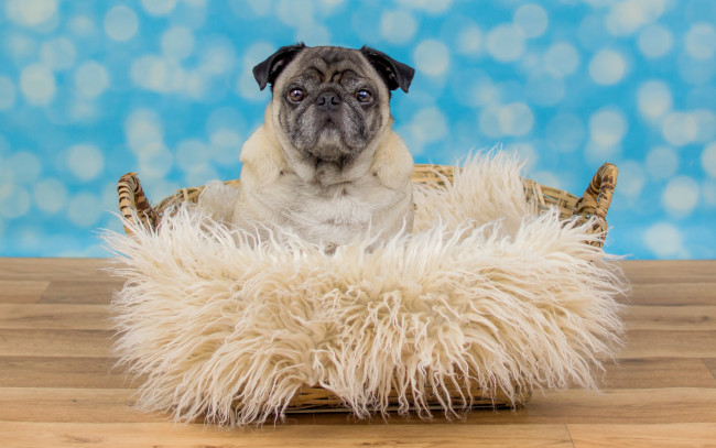 Обои картинки фото животные, собаки, собака, взгляд, пёсик, портрет, лежит, пол, голубой, фон, боке, мех, мордашка, корзина, грустный, мопс