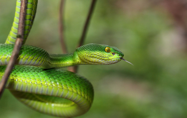 Обои картинки фото животные, змеи,  питоны,  кобры, змея