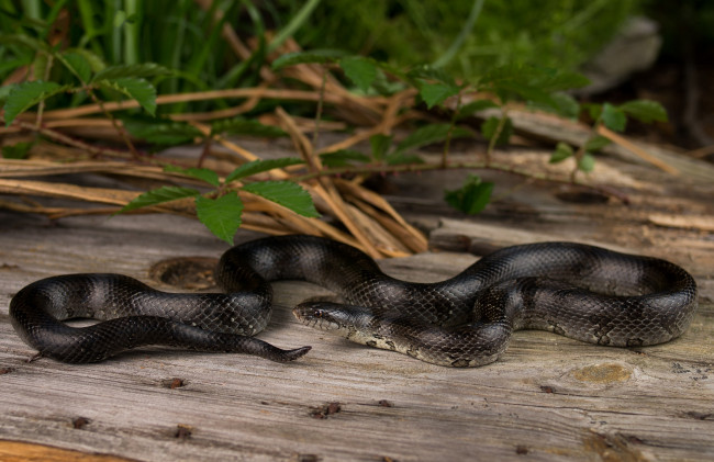 Обои картинки фото животные, змеи,  питоны,  кобры, змея