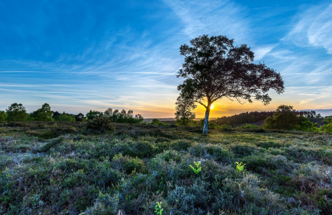 Обои картинки фото природа, пейзажи, трава, дерево, небо