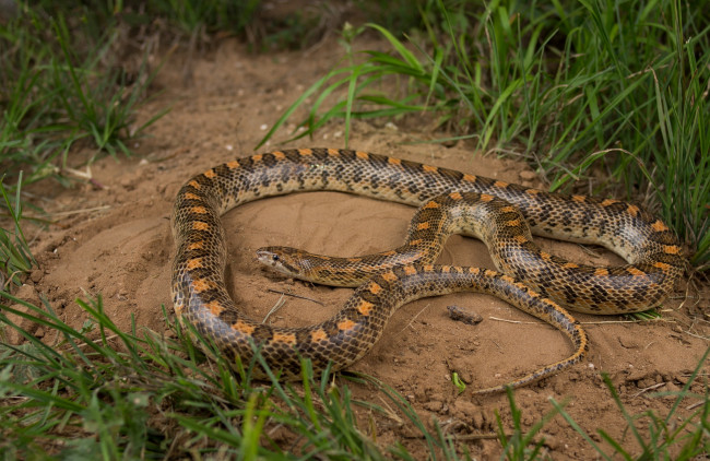 Обои картинки фото животные, змеи,  питоны,  кобры, змея