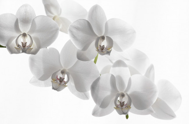 Обои картинки фото цветы, орхидеи, орхидея