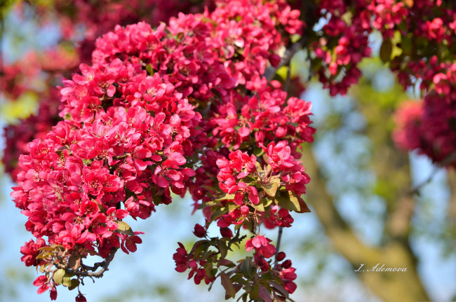 Обои картинки фото цветы, цветущие деревья ,  кустарники, цветение, дерево, ветка