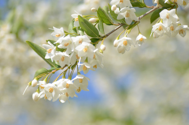 Обои картинки фото цветы, листья, цветение, ветка