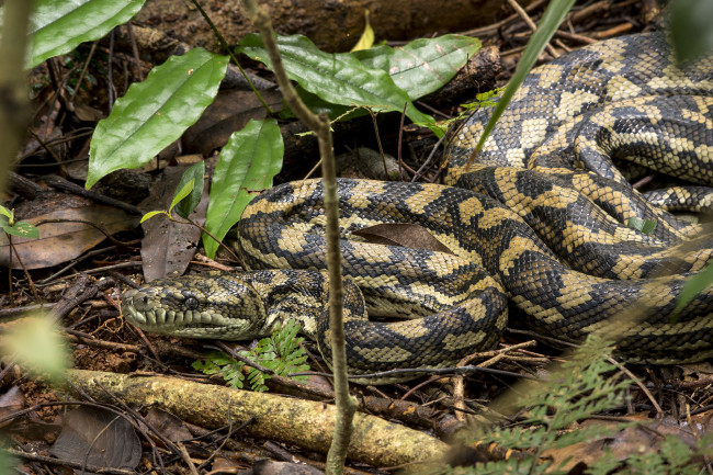 Обои картинки фото животные, змеи,  питоны,  кобры, змея