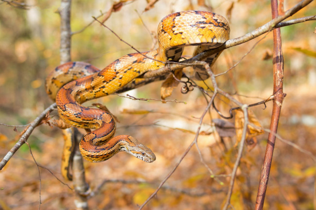 Обои картинки фото животные, змеи,  питоны,  кобры, змея