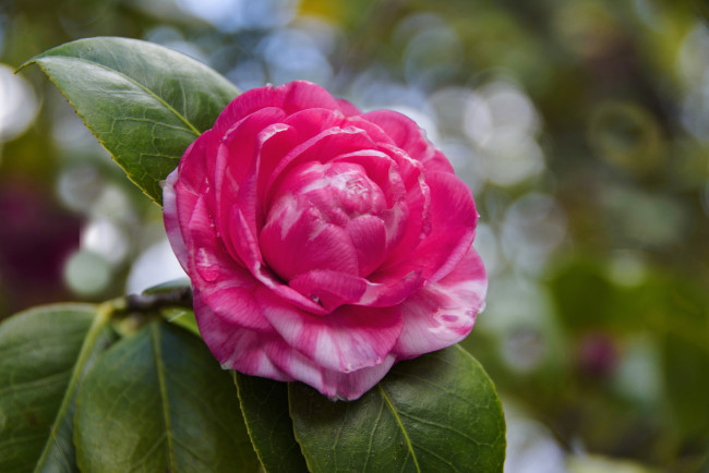 Обои картинки фото цветы, камелии, камелия, цветок, лепестки, цветение