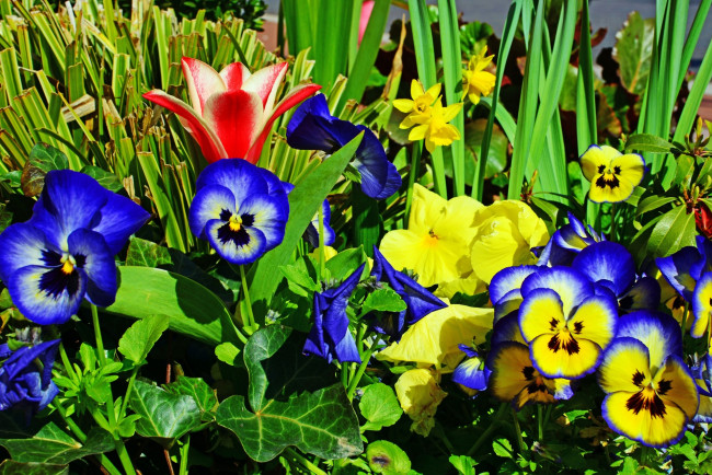 Обои картинки фото цветы, разные вместе, цветок