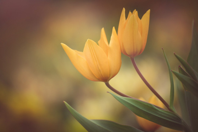 Обои картинки фото цветы, тюльпаны, цветение, цвет