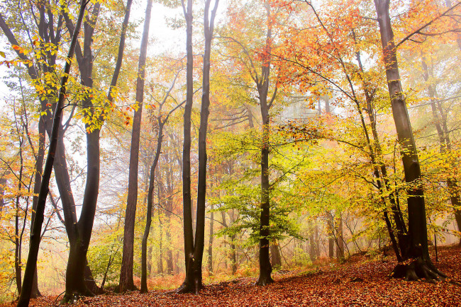 Обои картинки фото природа, лес, деревья