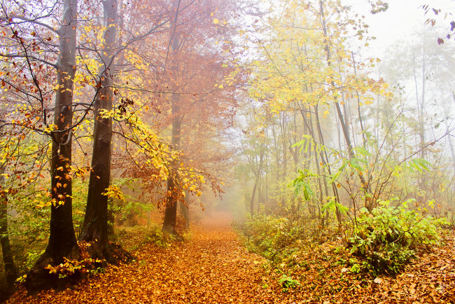 Обои картинки фото природа, лес, деревья