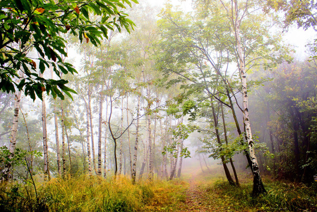 Обои картинки фото природа, лес, деревья