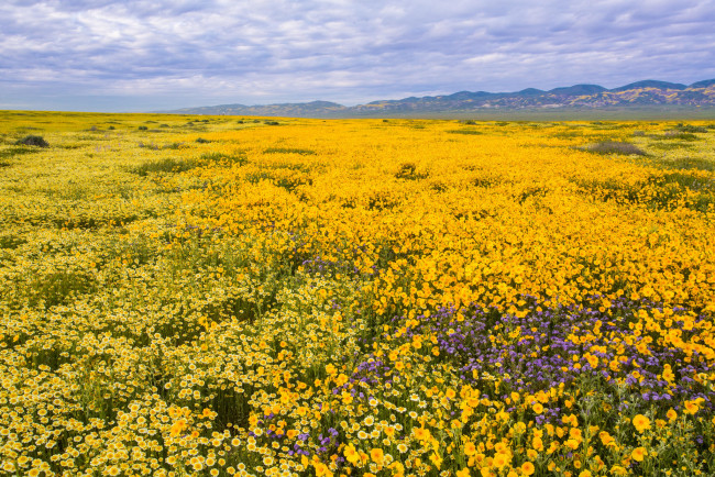 Обои картинки фото природа, луга, небо, горы, цветы, луг