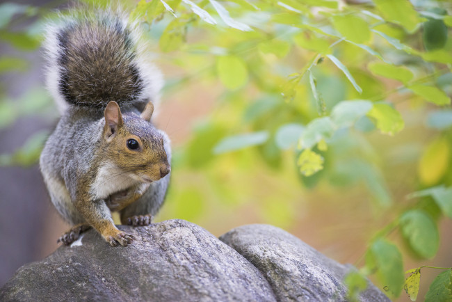 Обои картинки фото животные, белки, белочка
