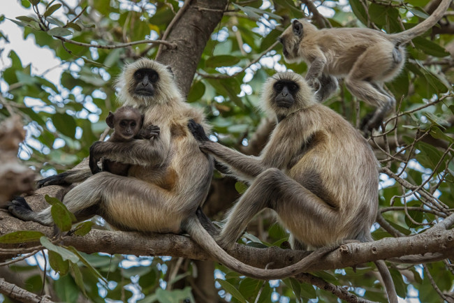 Обои картинки фото животные, обезьяны, семейство