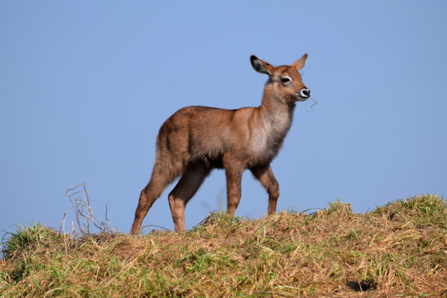 Обои картинки фото животные, олени, олень, трава