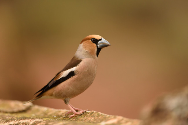 Обои картинки фото животные, птицы, птичка