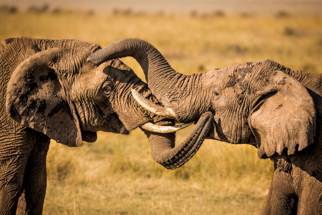 Обои картинки фото животные, слоны, слон