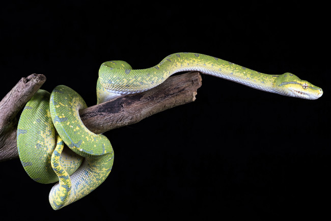 Обои картинки фото животные, змеи,  питоны,  кобры, змея