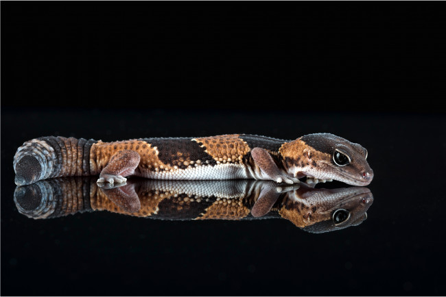 Обои картинки фото животные, змеи,  питоны,  кобры, змея