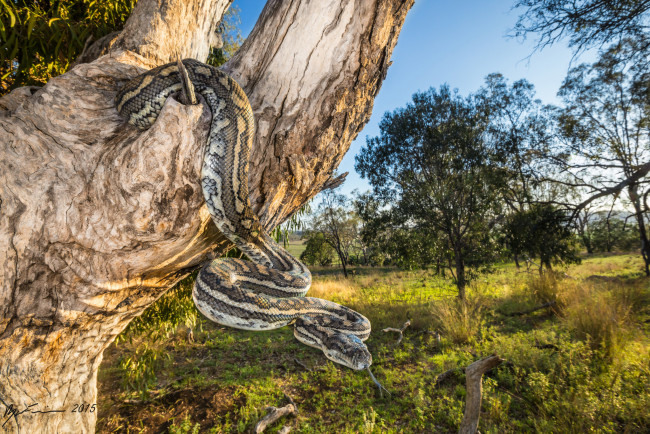 Обои картинки фото животные, змеи,  питоны,  кобры, змея