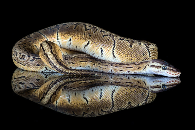 Обои картинки фото животные, змеи,  питоны,  кобры, змея