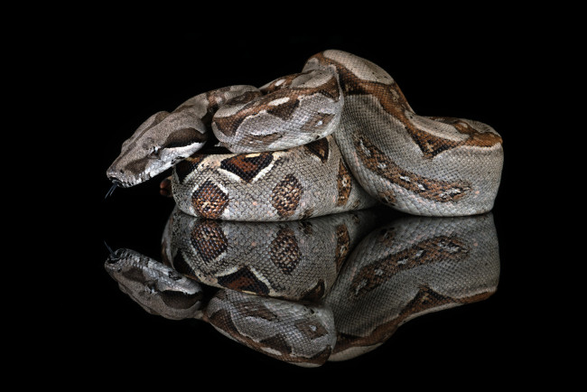 Обои картинки фото животные, змеи,  питоны,  кобры, змея