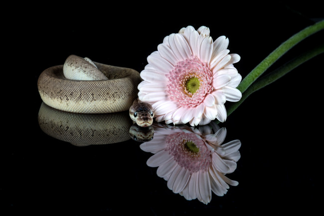 Обои картинки фото животные, змеи,  питоны,  кобры, змея