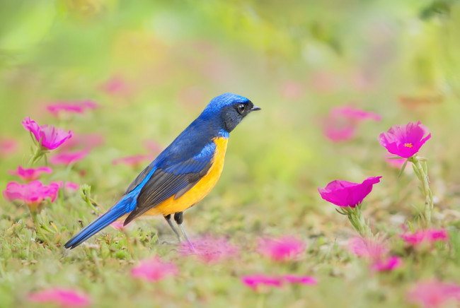 Обои картинки фото животные, птицы, цветы, перья, окрас, птица