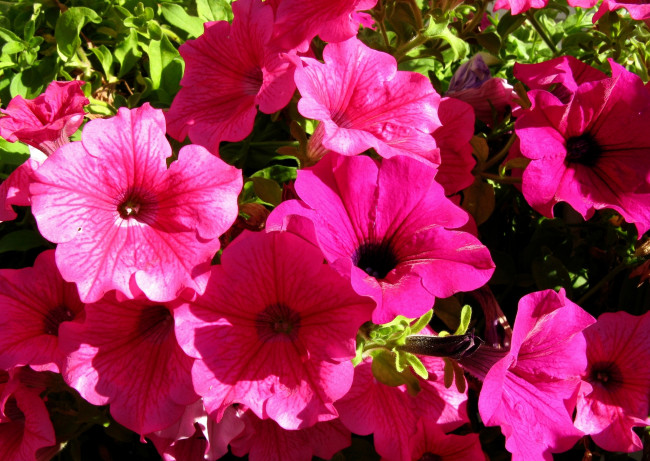 Обои картинки фото цветы, петунии,  калибрахоа, цветок