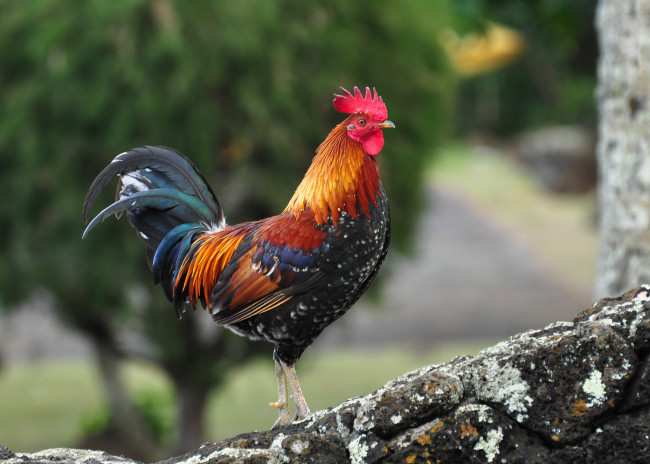 Обои картинки фото животные, куры,  петухи, птичка