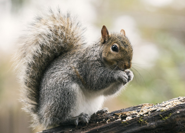 Обои картинки фото животные, белки, белочка