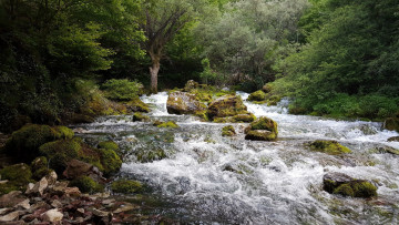 Картинка природа реки озера лес река