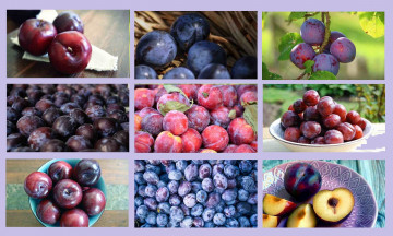 Картинка еда персики +сливы +абрикосы коллаж сливы ассорти