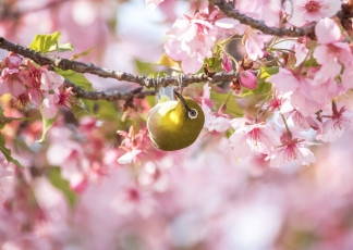 обоя животные, белоглазки, птица