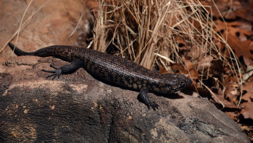 Картинка животные ящерицы +игуаны +вараны ящерица