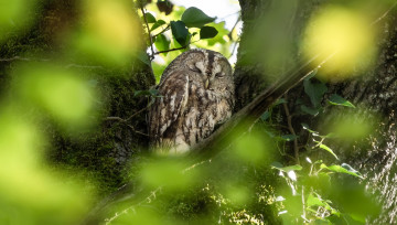 Картинка красота животные совы ветки дерево сова птица листва сон спит боке