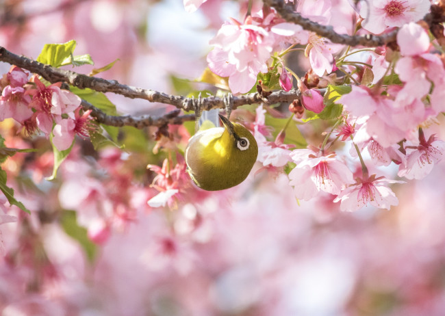 Обои картинки фото животные, белоглазки, птица