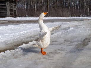 обоя животные, гуси, гусь