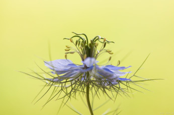 Картинка цветы цветок